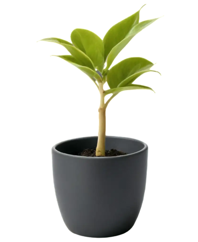 Indoor Plant