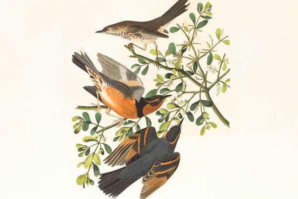 Blog Image
